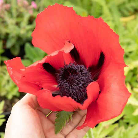 Papaver Plant 'Orientalis Beauty Livermere'