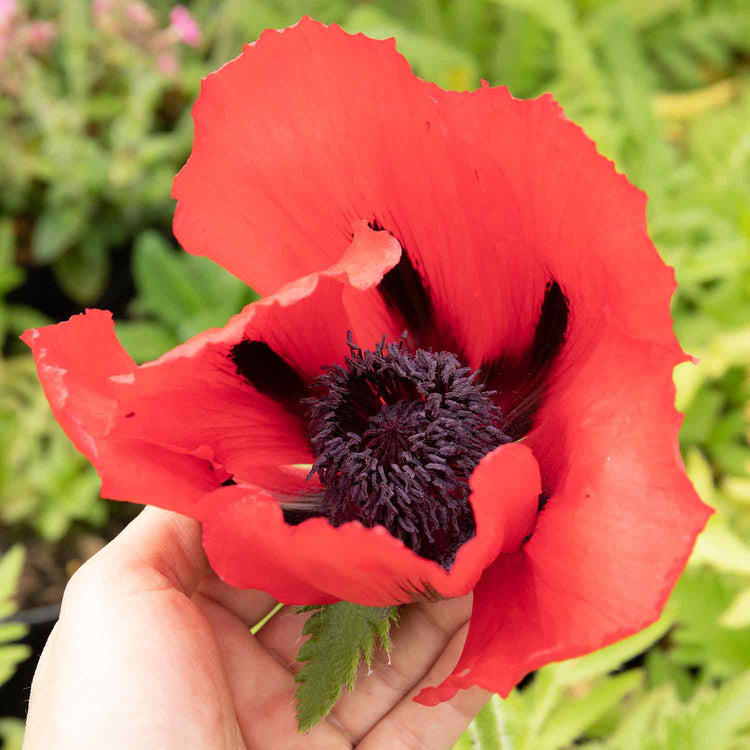 Papaver Plant 'Orientalis Beauty Livermere'