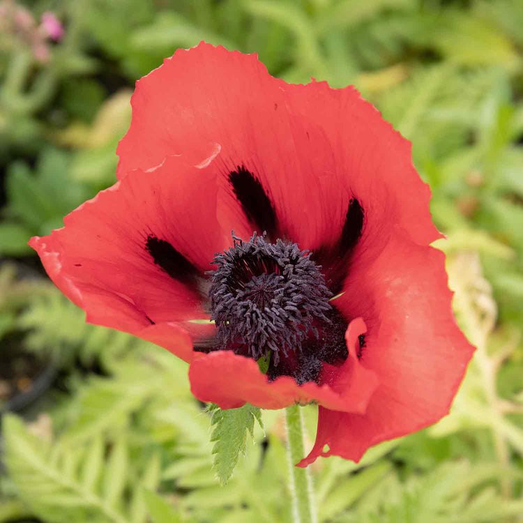 Papaver Plant 'Orientalis Beauty Livermere'