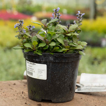 Ajuga Plant 'Reptans Blueberry Muffin'