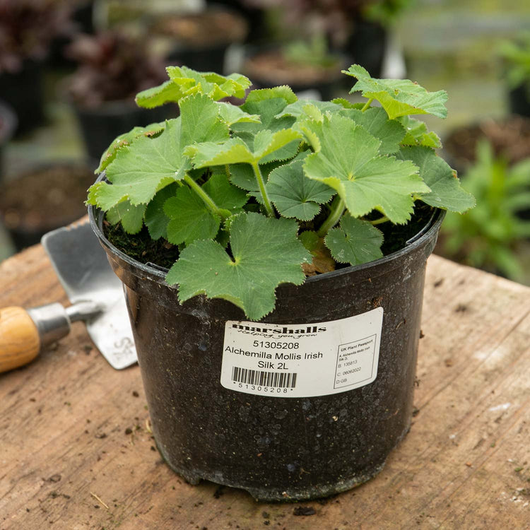 Alchemilla Plant 'Mollis Irish Silk'