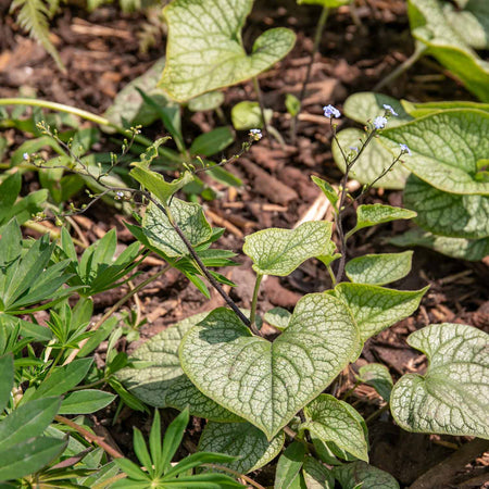 Brunnera Plant 'Macrophylla Jack Frost'