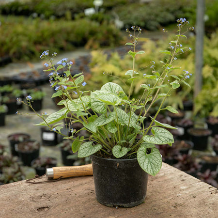 Brunnera Plant 'Macrophylla Jack Frost'