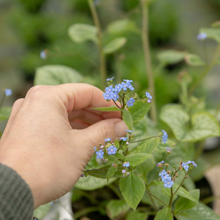 Brunnera Plant 'Macrophylla Jack Frost'