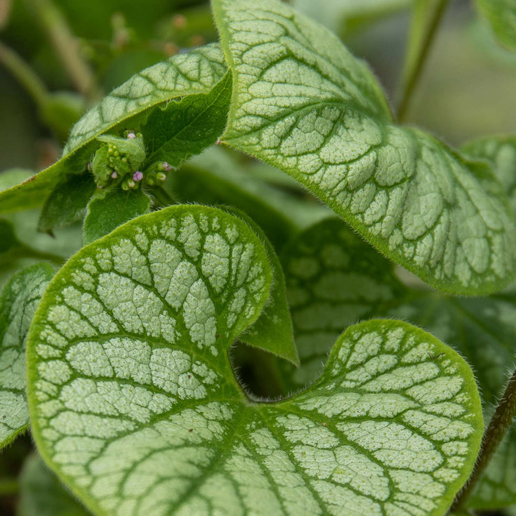 Brunnera Plant 'Macrophylla Jack Frost'