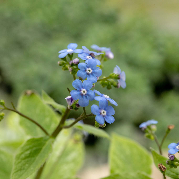 Brunnera Plant 'Macrophylla Jack Frost'