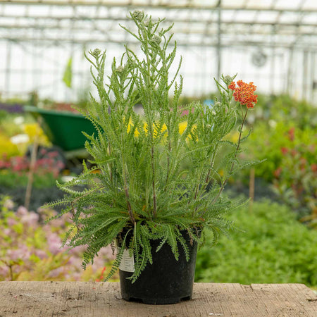 Achillea Plant 'Terracotta'