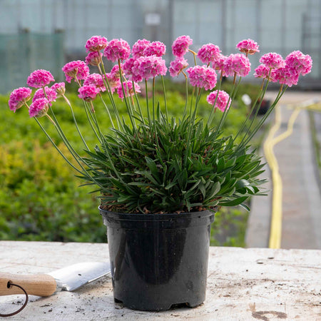 Armeria 'Dreameria Daydream'