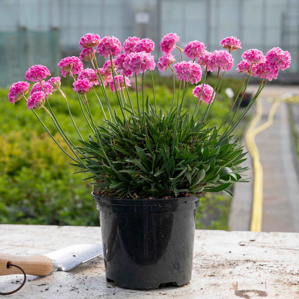 Armeria 'Dreameria Daydream'