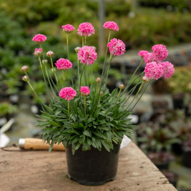 Armeria Plant 'Dreameria Daydream'