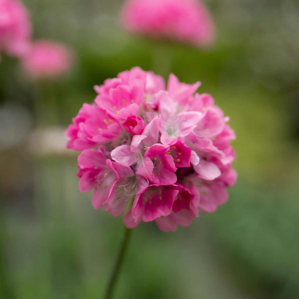 Armeria Plant 'Dreameria Daydream'