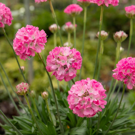 Armeria Plant 'Dreameria Daydream'