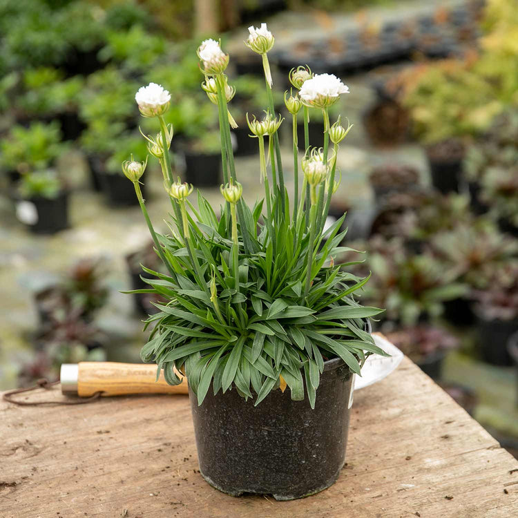 Armeria Plant 'Dreameria Dream Clouds'