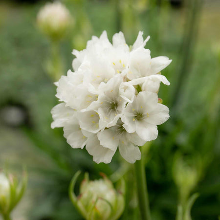 Armeria Plant 'Dreameria Dream Clouds'