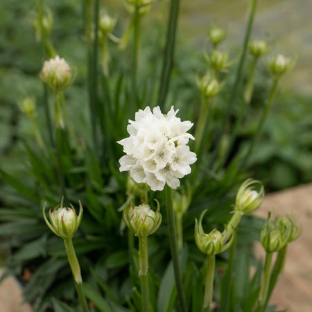 Armeria Plant 'Dreameria Dream Clouds'