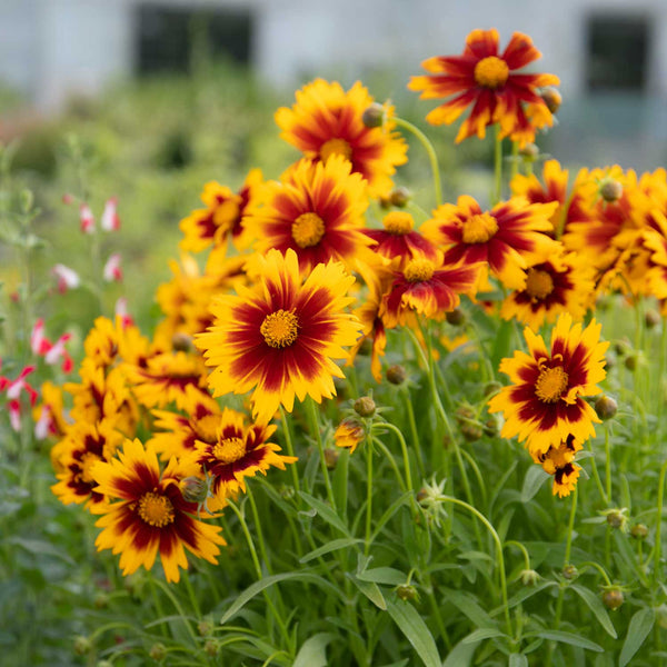 Coreopsis Plant 'UpTick Gold & Bronz'