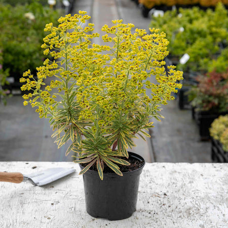 Euphorbia Plant 'Martinii Ascot Rainbow'