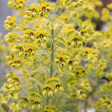 Euphorbia Plant 'Martinii Ascot Rainbow'