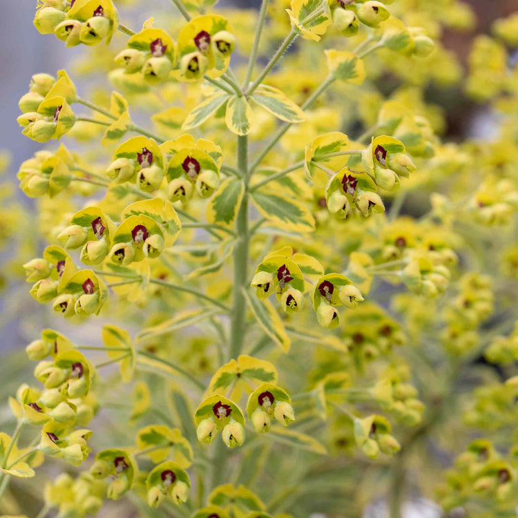 Euphorbia Plant 'Martinii Ascot Rainbow'