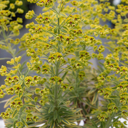 Euphorbia Plant 'Martinii Ascot Rainbow'