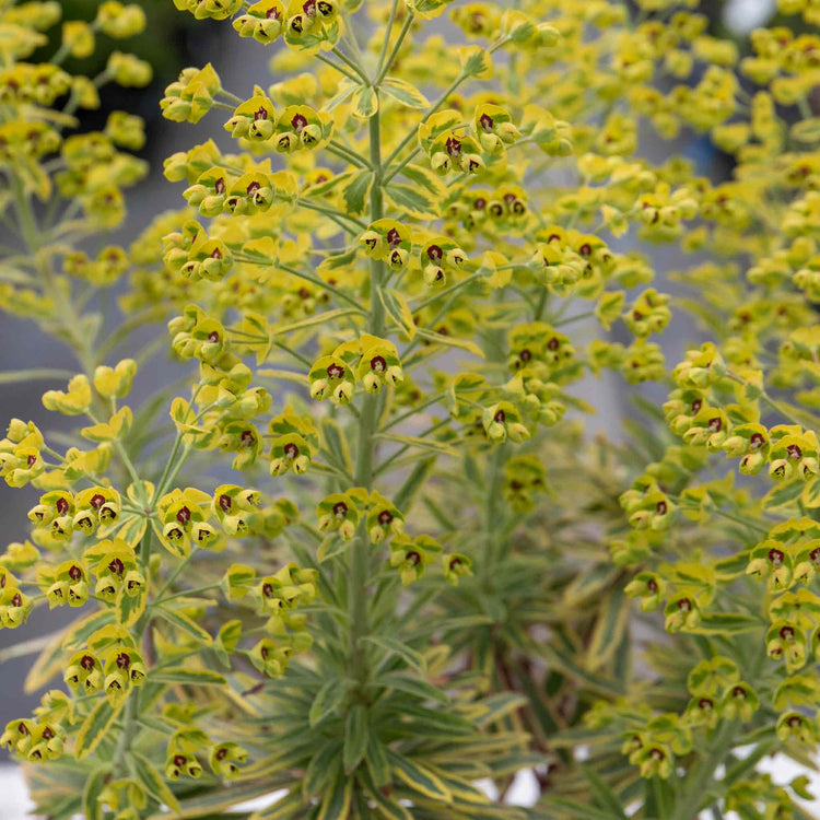 Euphorbia Plant 'Martinii Ascot Rainbow'