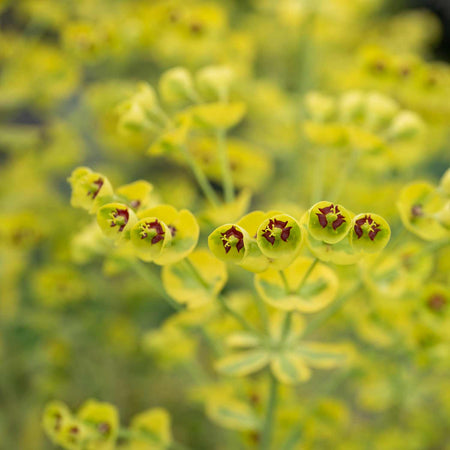 Euphorbia Plant 'Martinii Ascot Rainbow'