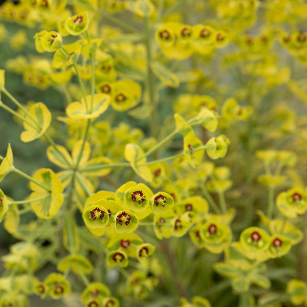 Euphorbia Plant 'Martinii Ascot Rainbow'