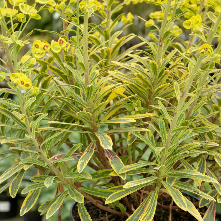 Euphorbia Plant 'Martinii Ascot Rainbow'