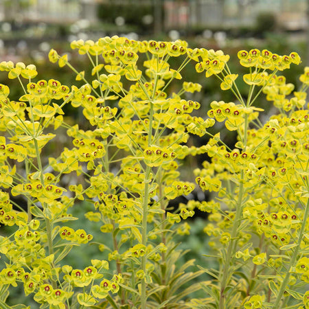 Euphorbia Plant 'Martinii Ascot Rainbow'