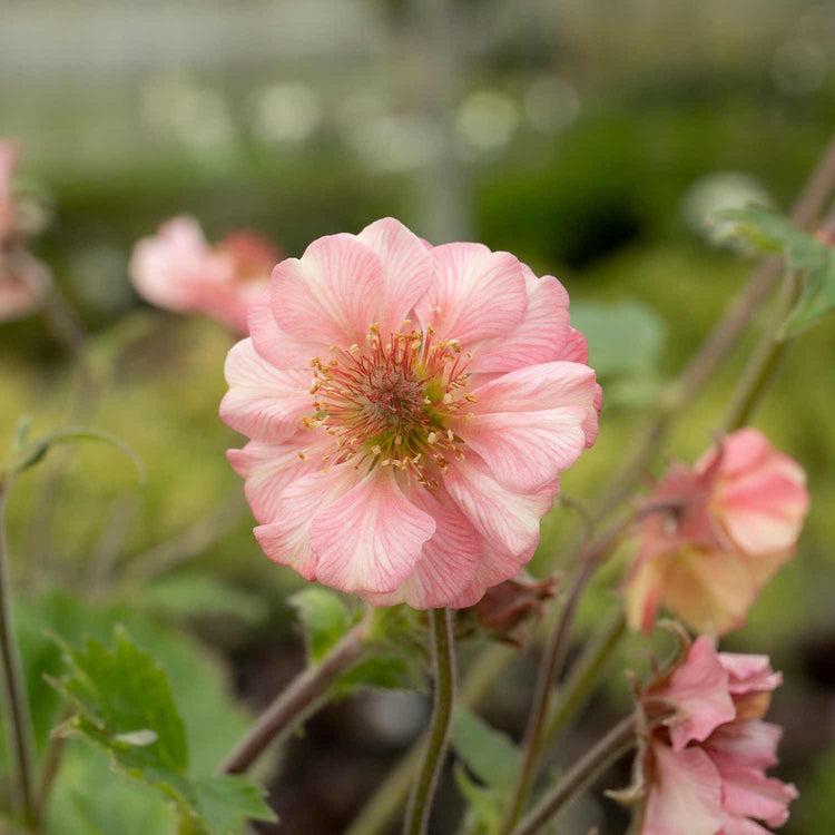 Geum Plant 'Tempo Rose'