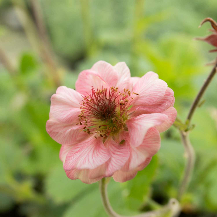 Geum Plant 'Tempo Rose'