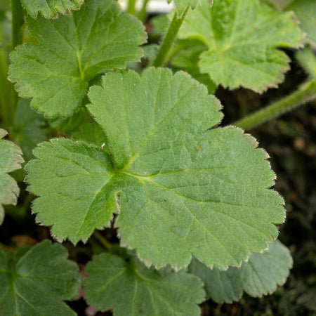 Geum Plant 'Tempo Rose'