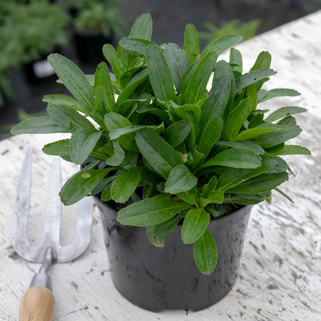 Leucanthemum Plant 'Real Charmer'