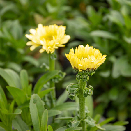 Leucanthemum Plant 'Real Charmer'