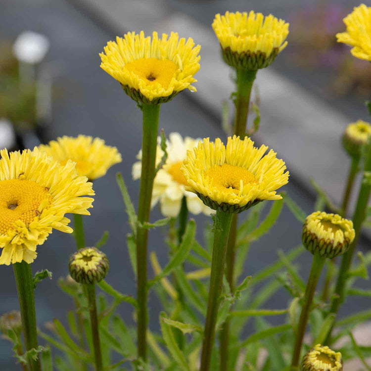 Leucanthemum Plant 'Real Goldcup'