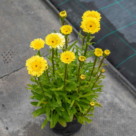 Leucanthemum Plant 'Real Goldcup'