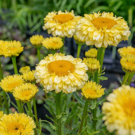 Leucanthemum Plant 'Real Goldcup'