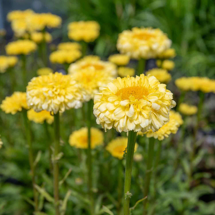 Leucanthemum Plant 'Real Goldcup'