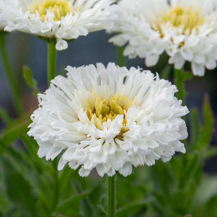 Leucanthemum Plant 'Real Snowball'