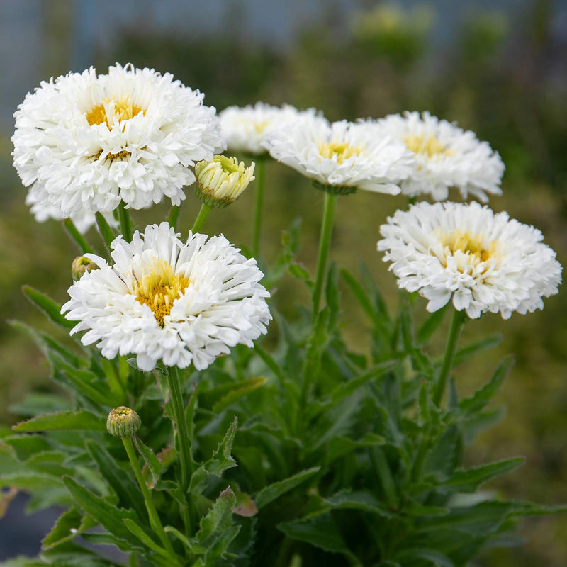 Leucanthemum Plant 'Real Snowball'