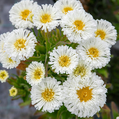 Leucanthemum Plant 'Real Snowball'