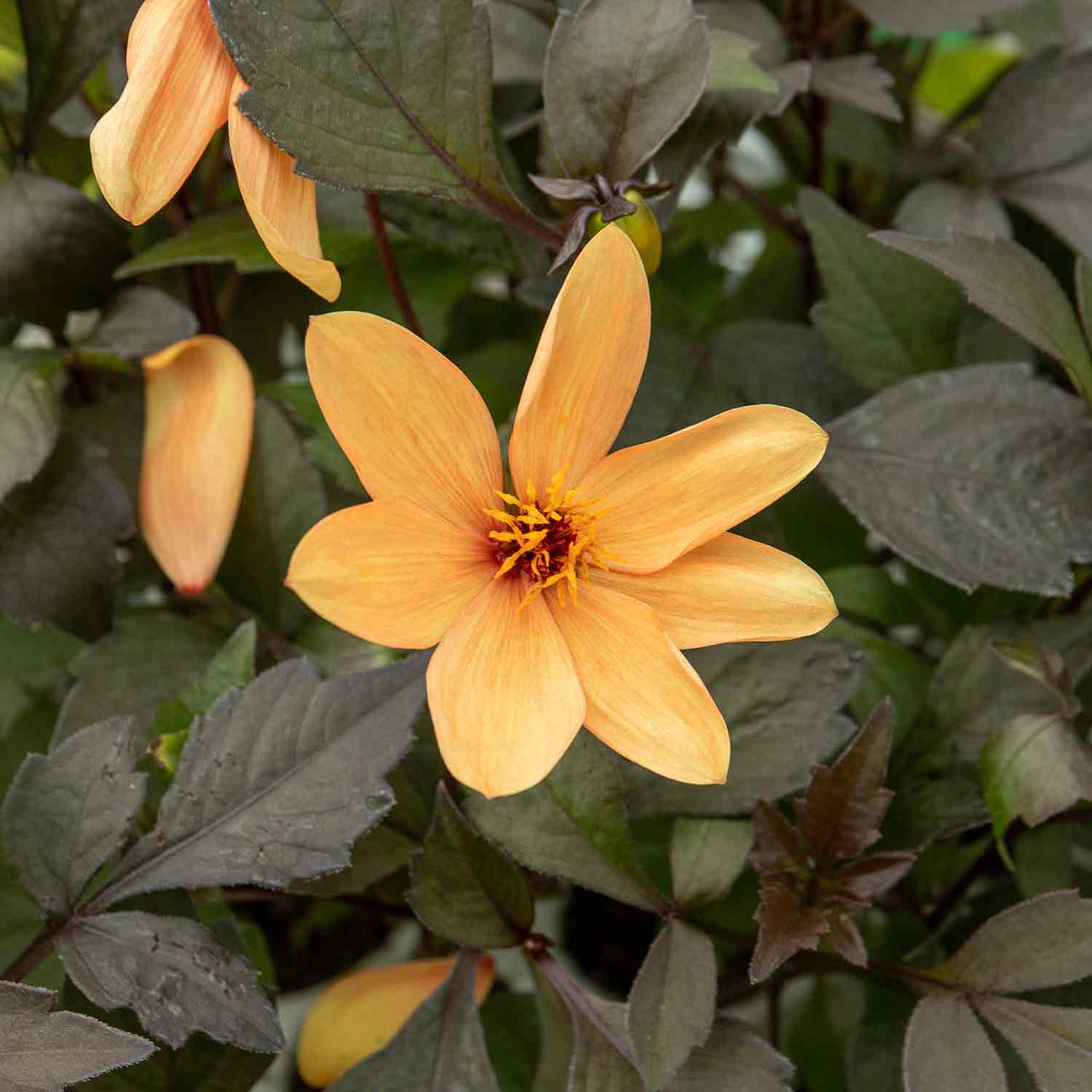 Dahlia 'Mystic Spirit' 3 Garden Ready Plants Buy Dahlia Plants