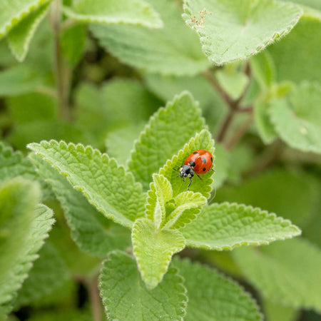 Nepeta Plant 'Whispurr Blue'