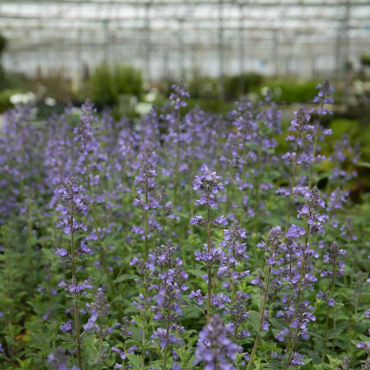 Nepeta Plant 'Whispurr Blue'