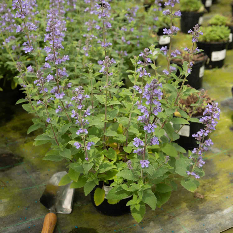 Nepeta Plant 'Whispurr Blue'