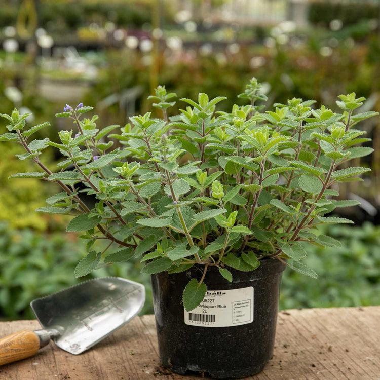 Nepeta Plant 'Whispurr Blue'