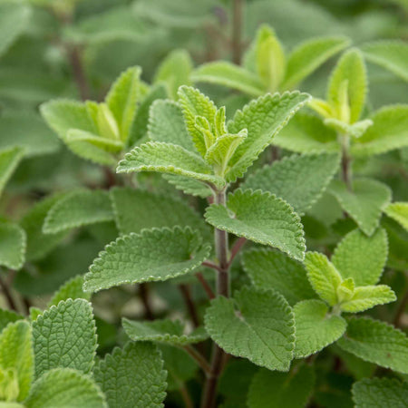 Nepeta Plant 'Whispurr Blue'