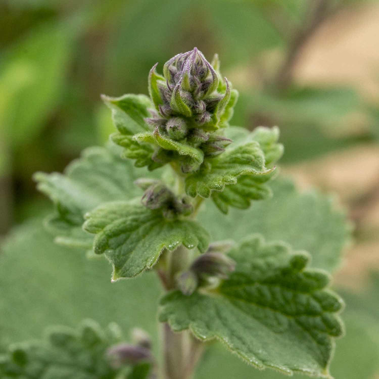 Nepeta Plant 'Whispurr Blue'