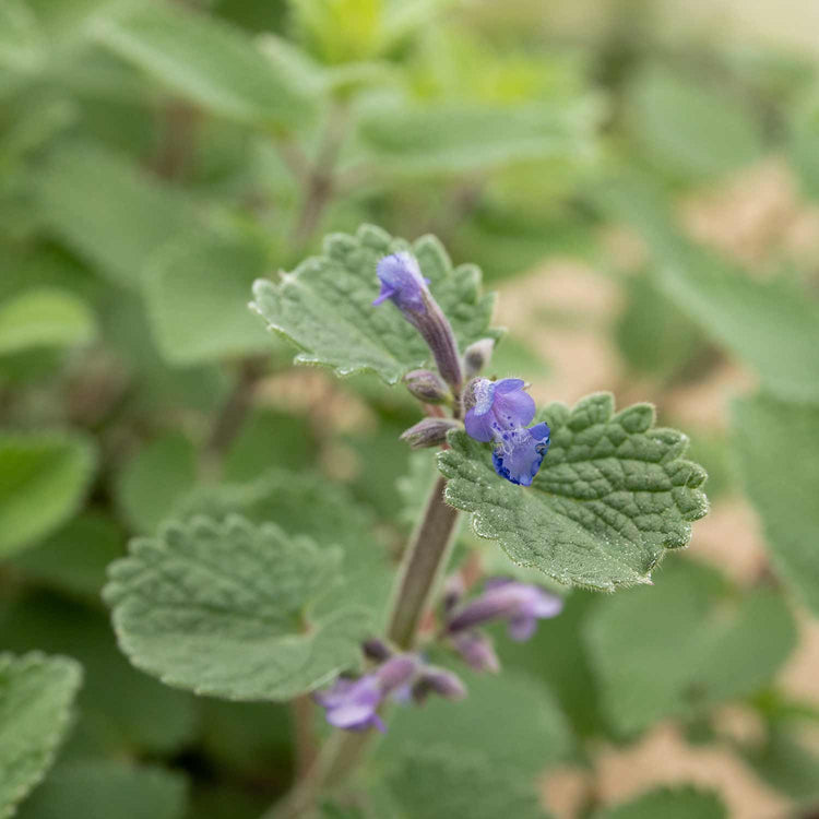 Nepeta Plant 'Whispurr Blue'