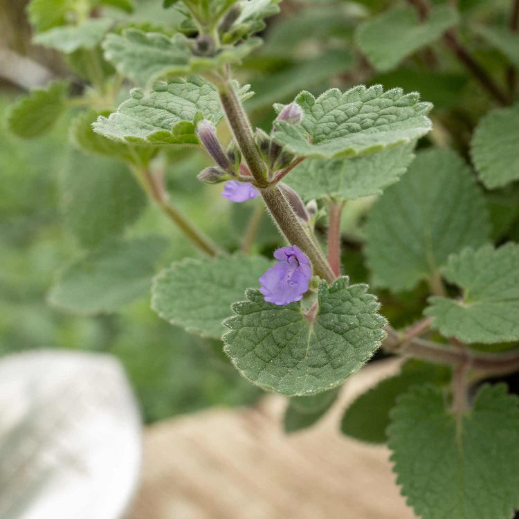 Nepeta Plant 'Whispurr Blue'